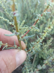 Suaeda acuminata