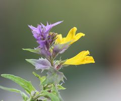 Melampyrum subalpinum