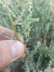 Suaeda acuminata