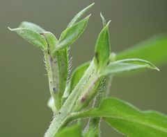 Melampyrum subalpinum