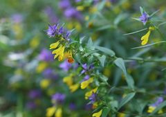 Melampyrum subalpinum