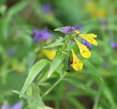 Melampyrum subalpinum