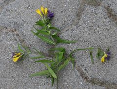 Melampyrum subalpinum
