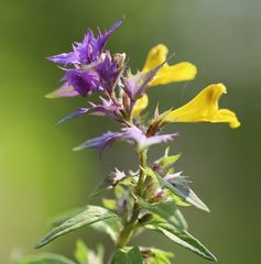 Melampyrum subalpinum