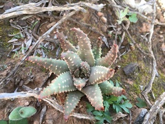Tulista pumila