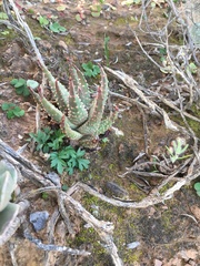 Tulista pumila
