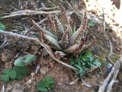 Tulista pumila