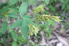 Grona heterocarpos strigosa