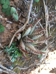 Tulista pumila