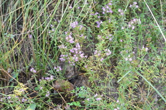 Thymus calcareus