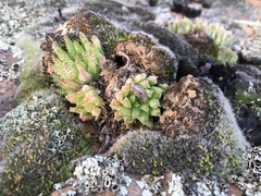 Haworthia herbacea