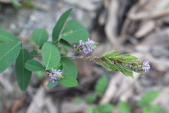 Grona heterocarpos strigosa