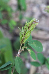 Grona heterocarpos strigosa