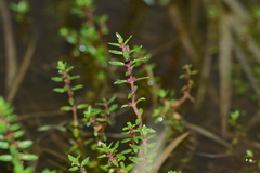 Rotala