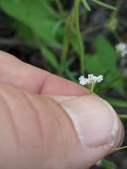 Eriogonum pharnaceoides