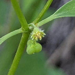 Euphorbia bilobata