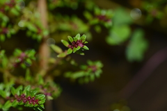 Rotala