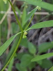 Euphorbia bilobata