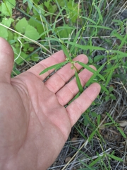 Euphorbia bilobata