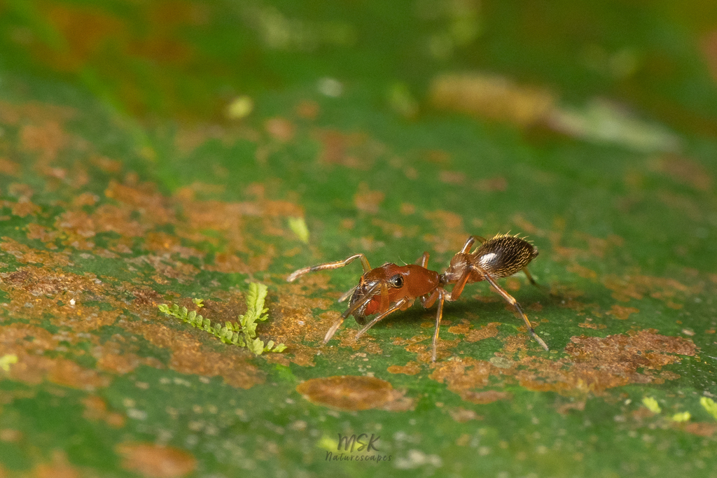 Myrmarachne poonaensis