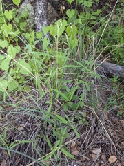 Euphorbia bilobata
