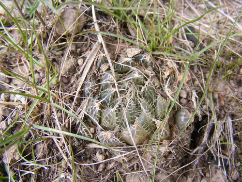 Haworthia bolusii