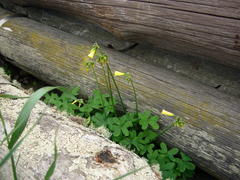 Oxalis pes-caprae pes-caprae
