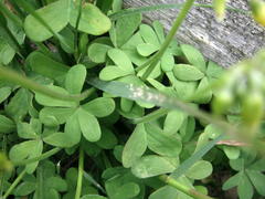 Oxalis pes-caprae pes-caprae