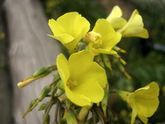 Oxalis pes-caprae pes-caprae