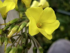 Oxalis pes-caprae pes-caprae