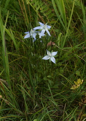 Lomatogonium carinthiacum
