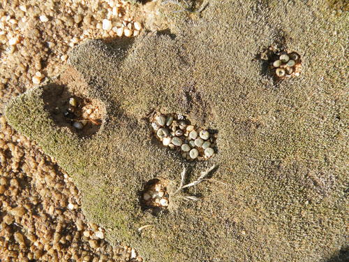 Frithia humilis