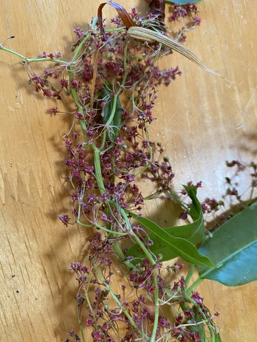 Rumex giganteus