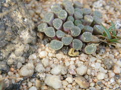 Frithia humilis