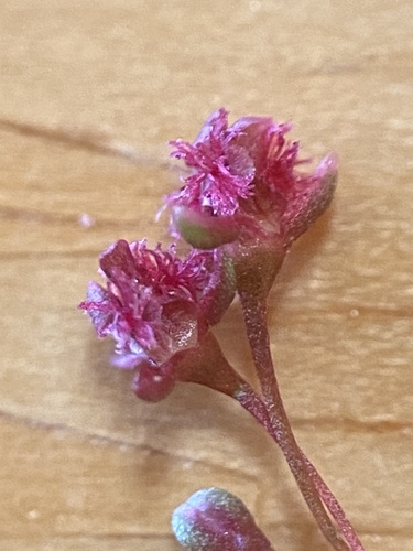 Rumex giganteus
