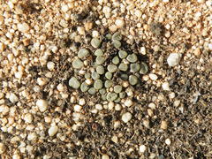 Frithia humilis