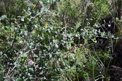 Malacomeles denticulata