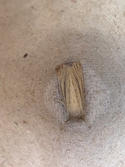 Denticucullus pygmina