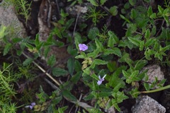 Priva grandiflora
