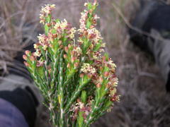 Passerina rubra
