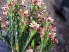 Passerina rubra
