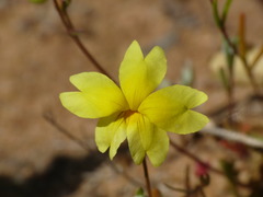 Goodenia berardiana