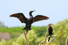 Phalacrocorax fuscicollis