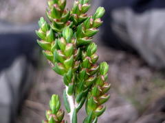 Passerina rubra