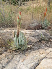 Aloe petricola