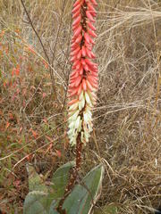 Aloe petricola