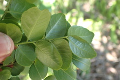 Zanthoxylum davyi