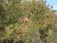 Protea susannae