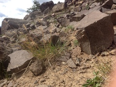 Elymus scribneri