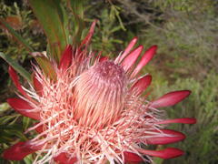 Protea susannae